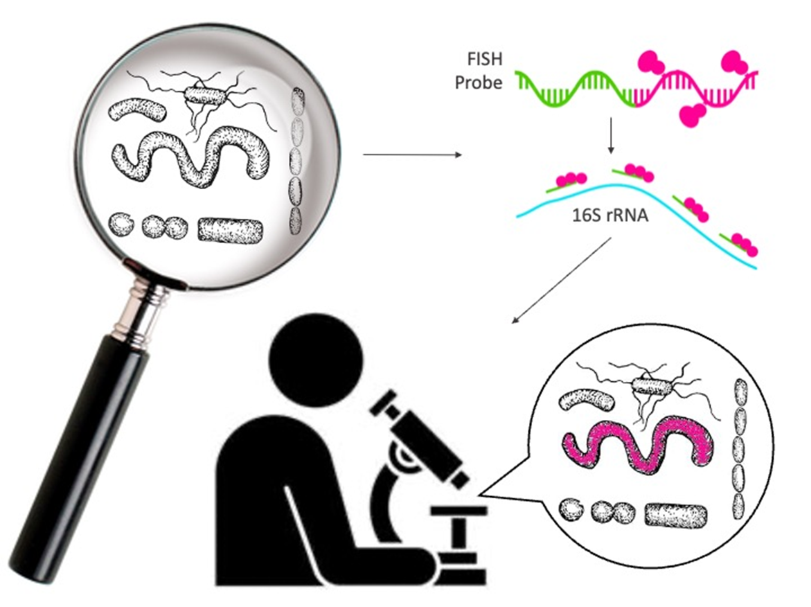 Fluorescence in situ hybridization (FISH) in microbiome study ...