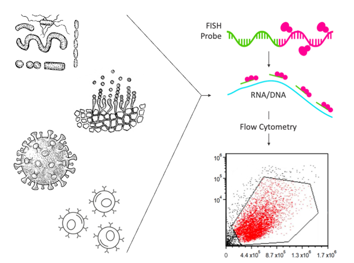 When FISH meets flow cytometry