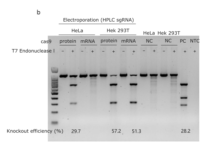 mRNA electroporation