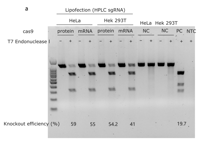 mRNA electroporation