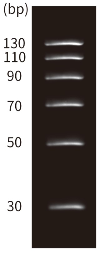 荧光单链DNA Ladder